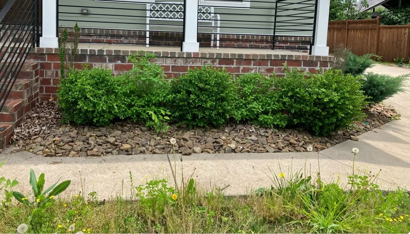 Front bed along a brick porch before: overgrown shrubs and weeds along the walk