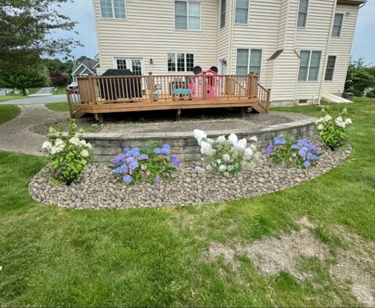 Curved stone retaining wall under a deck, planted with white and blue hydrangeas